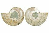 Cut & Polished Crystal-Filled Ammonite Fossil - Madagascar #354167-1